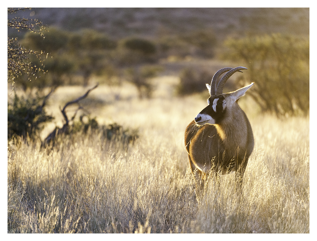 Wildlife Photography
